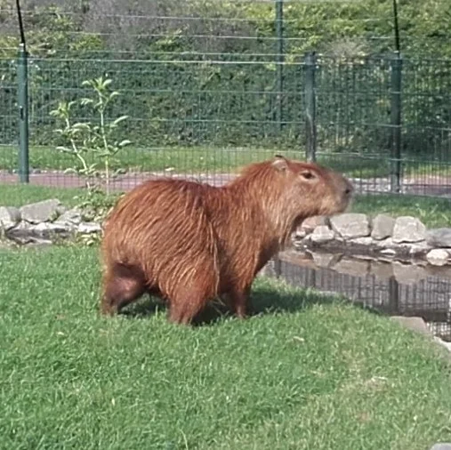 Capybara - vierkant