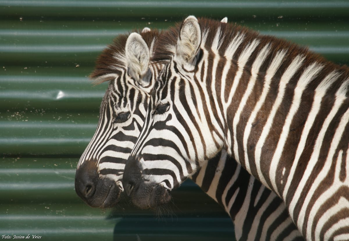 Grant's zebra